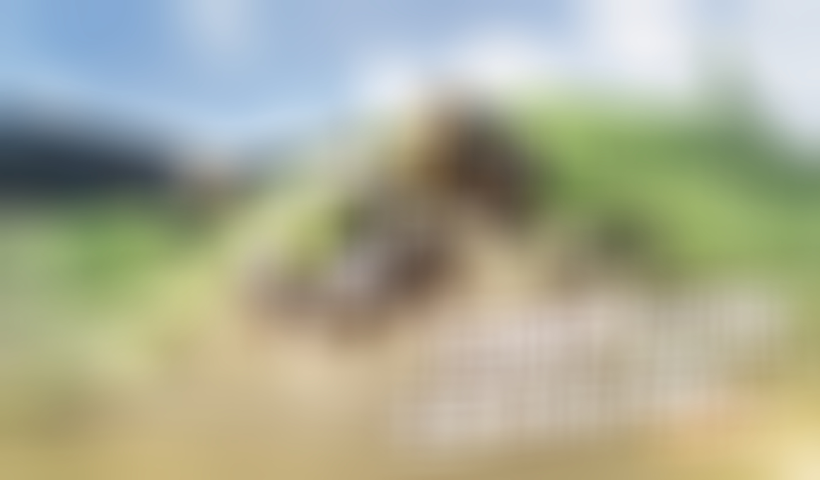 Aniimo Game Interactive World